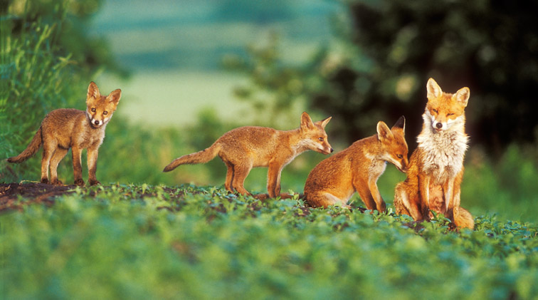 Red Fox (Vulpes vulpes) vixen and four cubs in field in early morning light. UK. June.